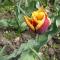 Egyszerű késői tulipánok