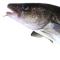 Pollocki kala: kasu ja kahju, toiduvalmistamise näpunäited