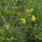 Chin plant (Lathyrus) - potravinářská a průmyslová plodina
