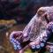 Загадочные моллюски черного моря