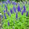Ground cover perennials blooming all summer: photos and names