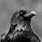 ¿Por qué sueñas con un cuervo? El pájaro de la muerte y el fracaso.
