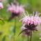 Lemon monarda - about planting and care, growing from seeds