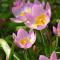 Tulipánok: termesztésük jellemzői és a legjobb fajták Tulipán fajta